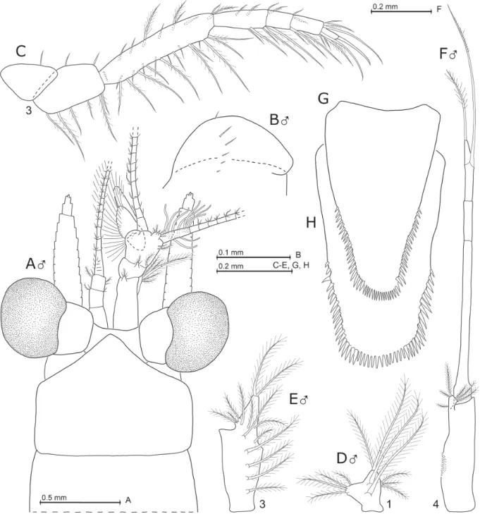 Fig. 2. Mysidium integrum W.M. Tattersall, 1951, from Curaçao (A–G) and off Cabo Frio in Brazil (H),  non-types