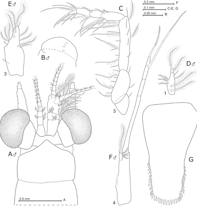 Fig. 4. Mysidium rubroculatum Băcescu &amp; Ortiz, 1984, from Cuba, paratypes. A. ♂, 3.6 mm body length