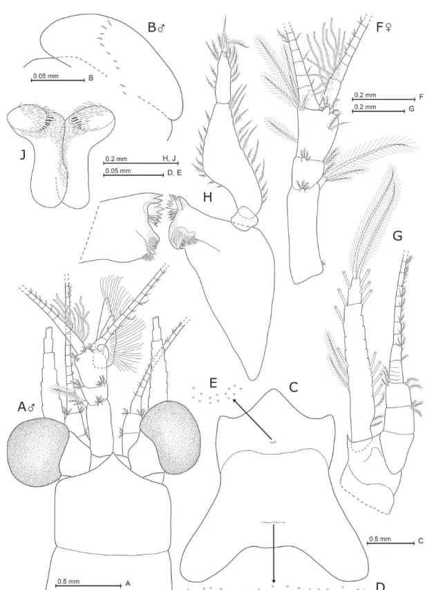 Fig. 5. Mysidium triangulare Wittmann sp. nov., from Curaçao, holotype (A) and paratypes (B–J)