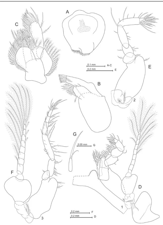 Fig. 6. Mysidium triangulare Wittmann sp. nov., from Curaçao, paratypes. A. ♀, 5.1 mm body length