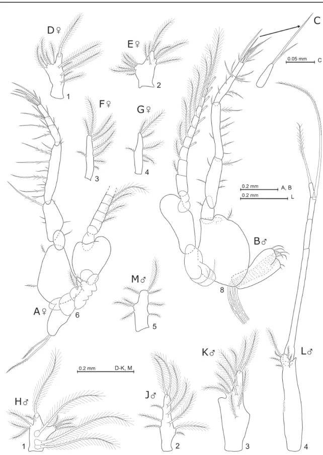Fig. 7. Mysidium triangulare Wittmann sp. nov., from Curaçao, paratypes. A, D. ♀, 5.4 mm body length