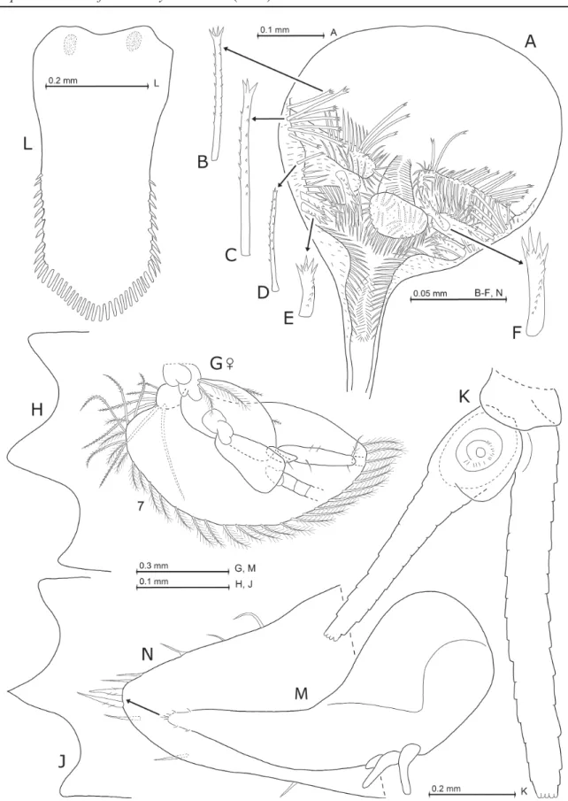 Fig. 8. Mysidium triangulare Wittmann sp. nov., from Curaçao, paratypes. A–F. ♀, 5.9 mm body length