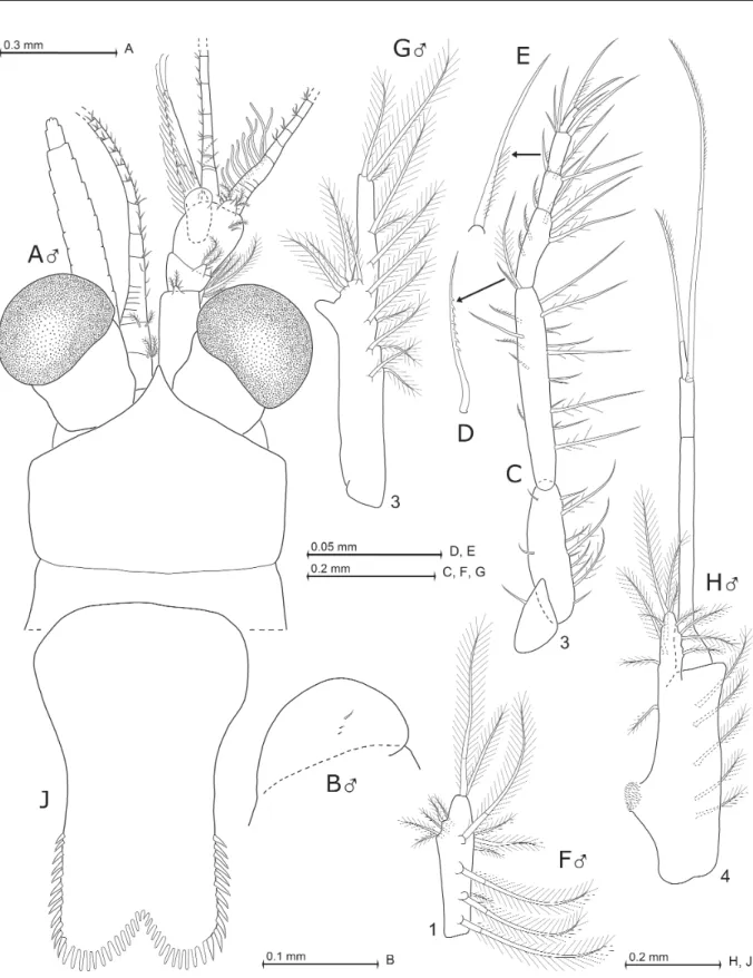 Fig. 9. Mysidium columbiae (Zimmer, 1915), lectotype from Cartagena in Colombia (A) and non-types  from Curaçao (B–J)