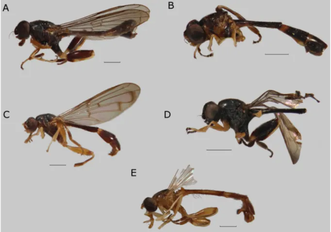 Fig. 11. Habitus, latera l view. A. Sphegina (Asiosphegina) atricolor Hippa, van Steenis &amp; Mutin, 2015,  paratype, ♂, Myanmar