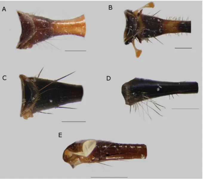Fig. 13. Tergum I, dorsal view (A–C)  and lateral view (D–E). A.  Sphegina (Asiosphegina) achaeta  Hippa, van Steenis &amp; Mutin, 2015, ♀, Myanmar