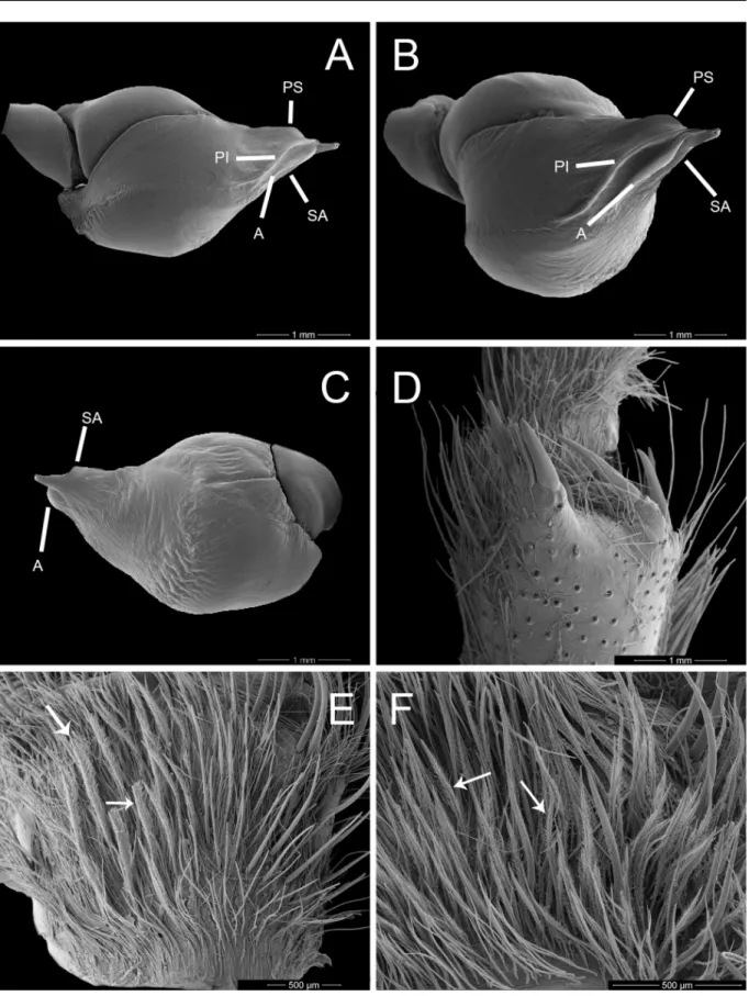 Fig. 8. Umbyquyra paranaiba gen. et sp. nov. Holotype, ♂ (IBSP 107411). A–C. Palpal bulb