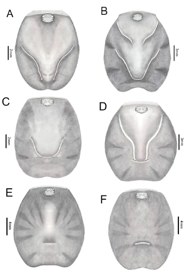 Fig. 5. Fovea, carapace. A.  Umbyquyra  schimidti  gen. et sp. nov. B.  U. sapezal gen