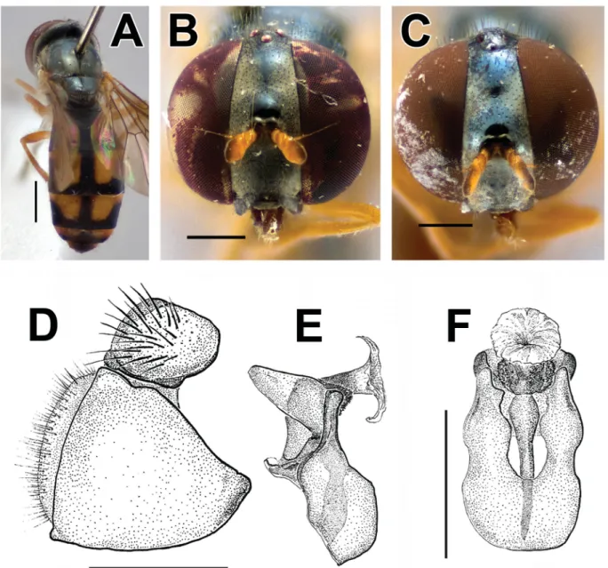 Fig. 8. A, C. Melanostoma apicale Bigot, 1884, ♀ (ZFMK-DIP-00019781). A. Posterior view