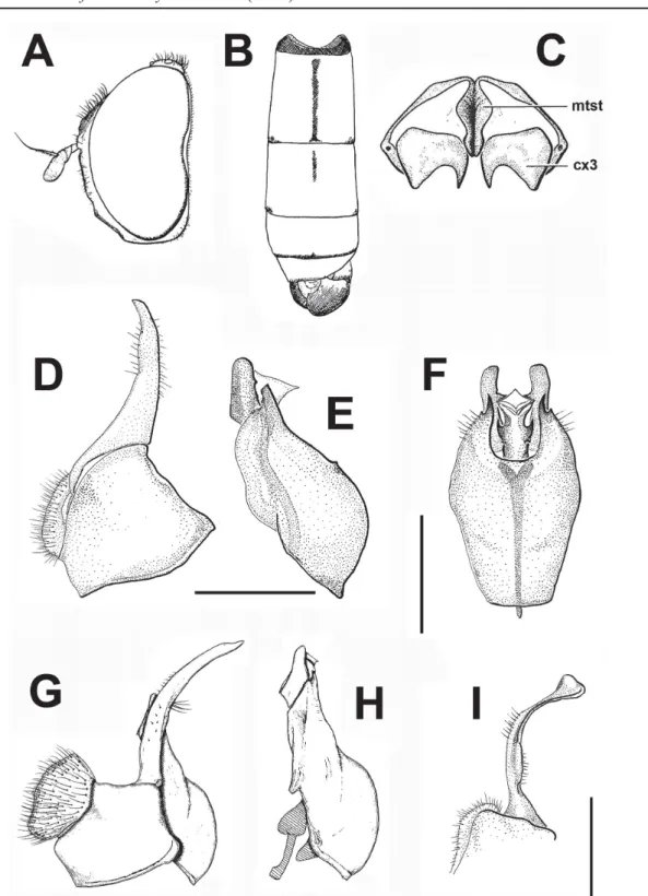 Fig. 9.  A–B.  Melanostoma apicale Bigot, 1884, ♂ (from Ôhara &amp; Kusigemati 1985, as M