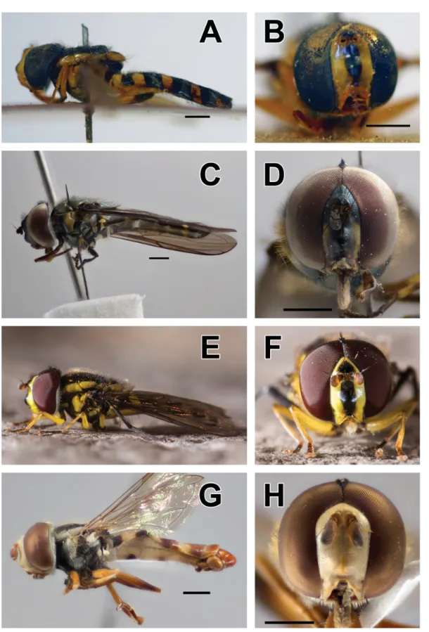 Fig. 3.  A–B.  Allograpta amphotera (Bezzi, 1928), holotype, ♂. A. Lateral view. B. Frontal view