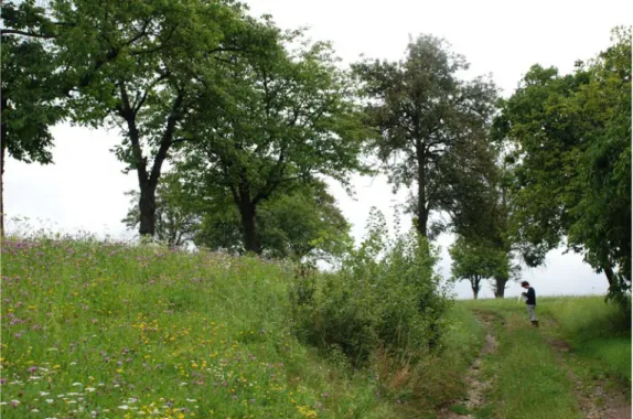 Abb. 8:   Streuobstbäume in Lachgraben (Foto: Gabriele Bassler) 