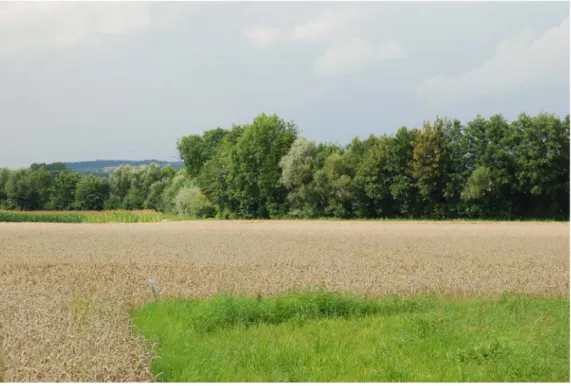 Abb. 9:  Uferbegleitgehölz am Laaber Bach bei Oberperwend (Foto: Gabriele Bassler) 