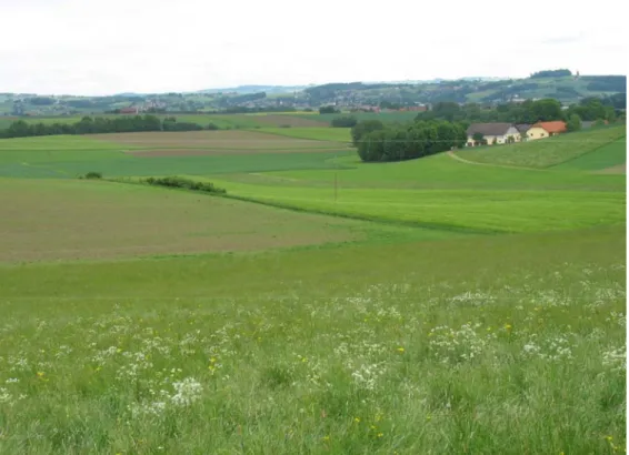 Abb. 9:  Das Landschaftsrelief in Teilgebiet 2 ist durchwegs flachwellig (Foto: Grossauer, Ingenieurkonsulent für Landschaftsplanung, Gmünd).