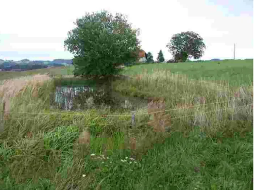 Foto 41006: Kleine Teiche mit Weidenbusch gehören zu den typischsten Kleinelementen der Mühlviertler Kulturlandschaft, bei St