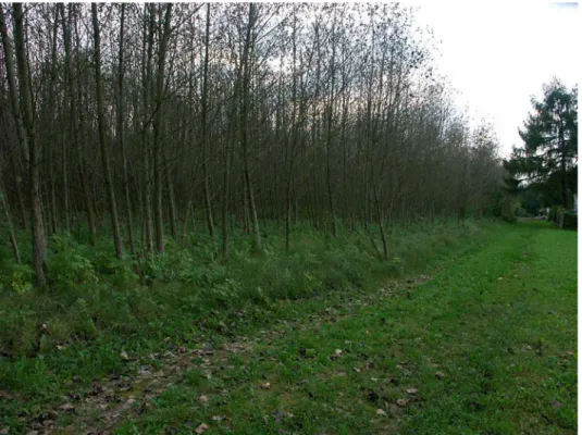 Abb. 11: Ausgedehnte Energiewaldflächen bedrohen die landschaftliche Identität, aber auch den menschlichen Lebensraum im Süden des Gemeindegebietes – bei Katzbach (Foto: Nadler/TB Haug)