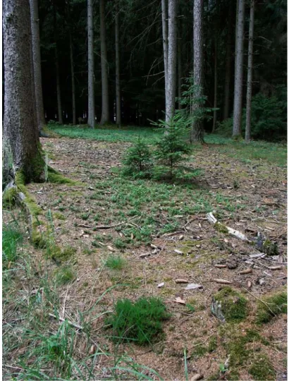 Abb. 13: „Degradierter Bauernwald“ mit Heidelbeerteppich und Heidekraut (Foto: Nadler/TB Haug)