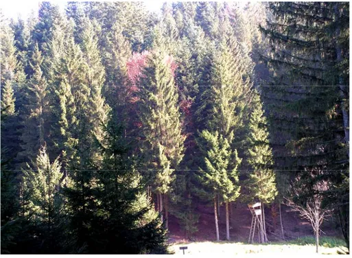 Foto 12002: Ausgedehnte Fichtenbestände im Kobernaußerwald. 