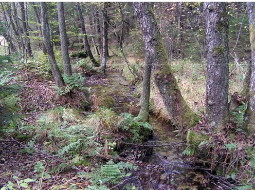 Foto 12006: Natürlicher Verlauf des Baches im Holzwiesental.  