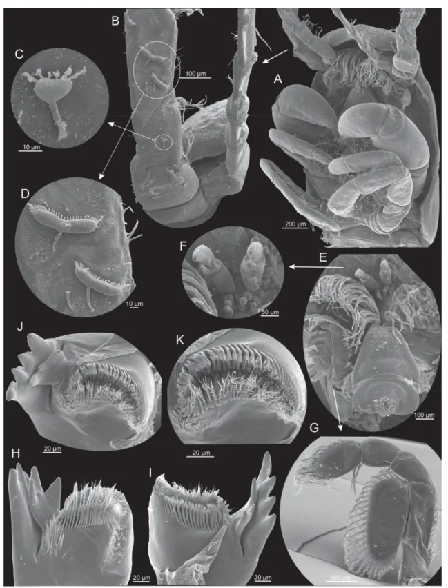 Fig. 5.  Xibalbanus cozumelensis sp. nov., paratype (ZMUC-CRU-4792). Cephalon and cephalic  structures