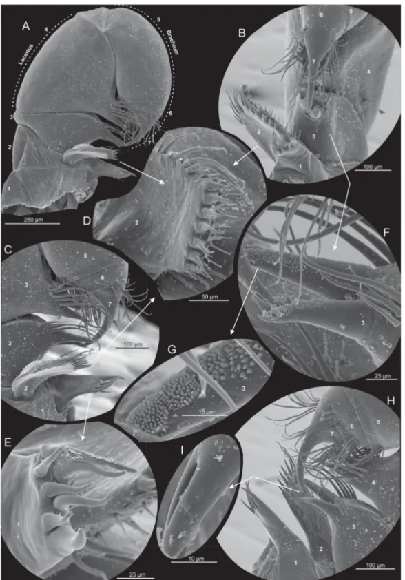 Fig. 6.  Xibalbanus cozumelensis sp. nov., paratype (ZMUC-CRU-4792), maxilla 1 (mx1), left side,  scanning electron microscopy