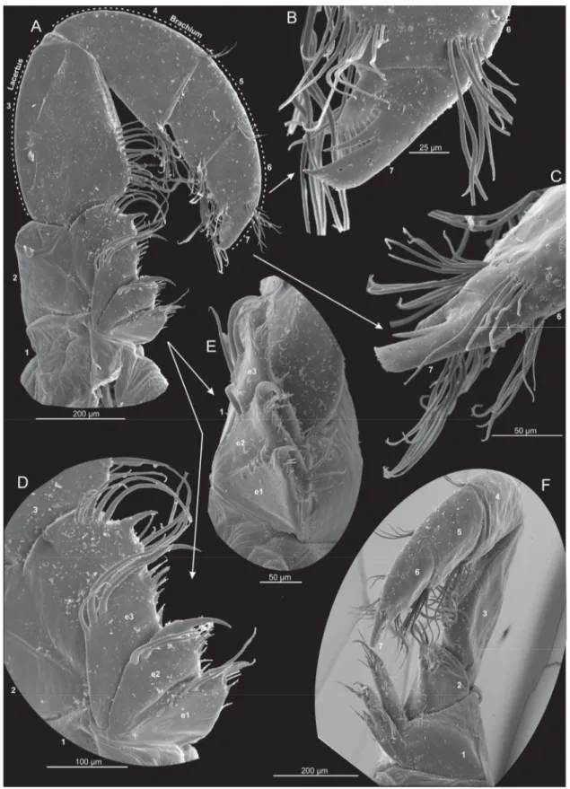 Fig. 7.  Xibalbanus cozumelensis sp. nov., paratype (ZMUC-CRU-4792), maxilla 2 (mx2), left side,  scanning electron microscopy