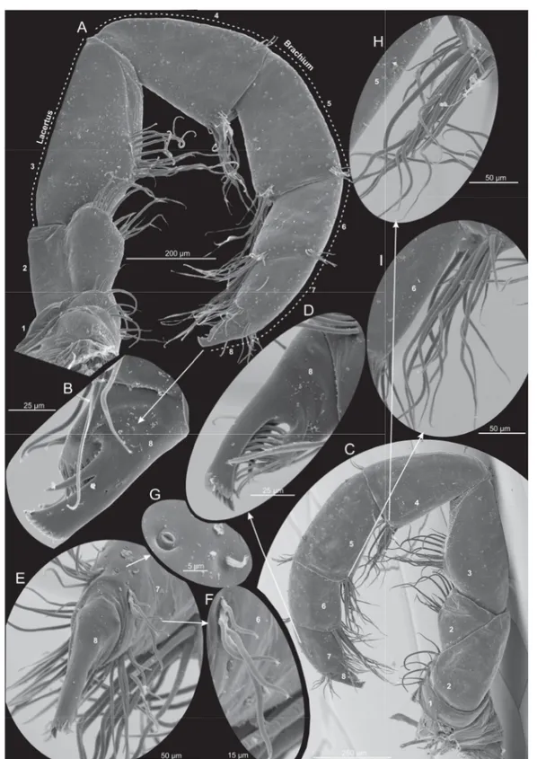 Fig. 8.  Xibalbanus cozumelensis sp. nov., paratype (ZMUC-CRU-4792), maxilliped (mxp), left side,  scanning electron microscopy