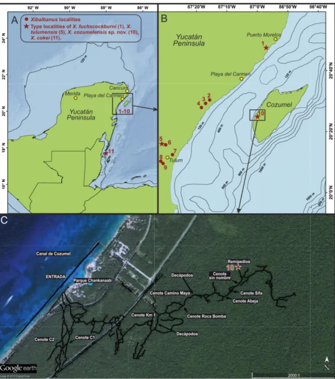 Fig. 2. Maps of the Yucatán Peninsula showing the known distribution of four species of Xibalbanus  (Remipedia) and water depths around Cozumel