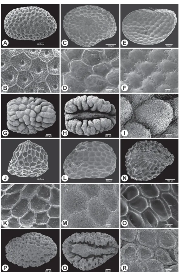 Fig. 5. Scanning electron microscopy micrographs of seeds and a detail of their surface