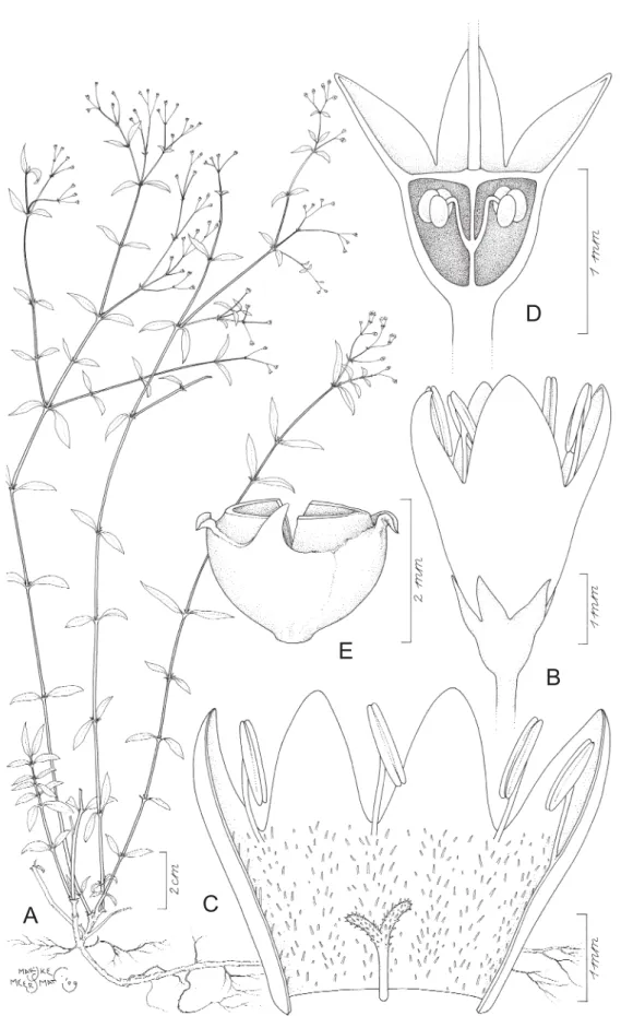 Fig. 6.  Astiella confusa Groeninckx sp. nov. A. Habit. B. Brevistylous fl  ower.  C. Open brevistylous  fl  ower