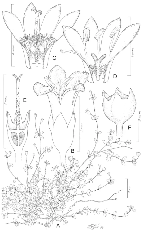 Fig. 7. Astiella deblockiae Groeninckx sp. nov. A. Habit. B. Brevistylous fl  ower. C