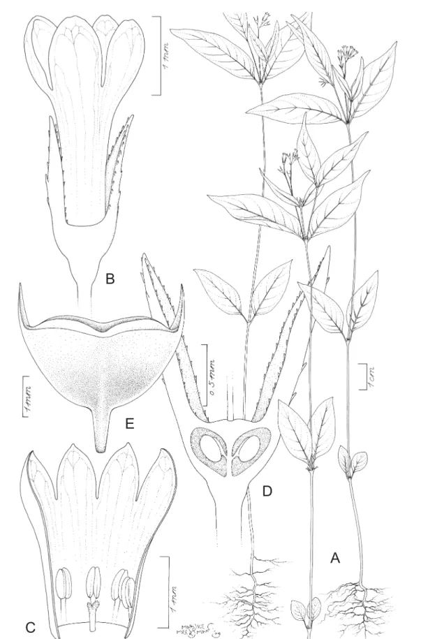 Fig. 8. Astiella delicatula Jovet. A. Habit. B. Isostylous fl  ower. C. Open isostylous fl  ower
