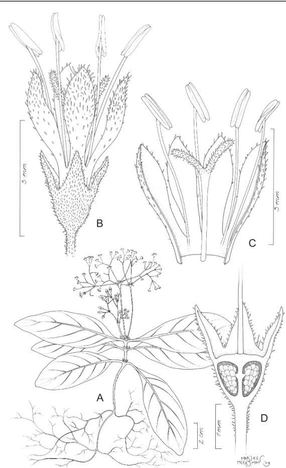 Fig. 1. Astiella antongilensis Groeninckx sp. nov. A. Habit. B. Brevistylous fl  ower