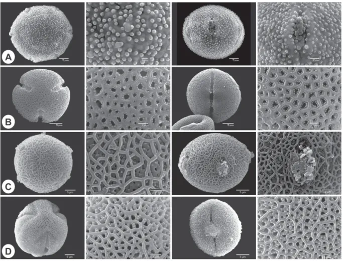Fig. 4. Scanning electron microscopy micrographs of pollen in polar view (PV), the apocolpium (AC),  pollen in equatorial view (EV) and the mesocolpium (ME)