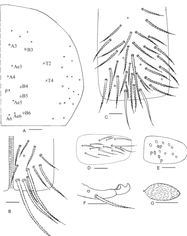 Fig. 3. Willowsia baoshanensis sp. nov. A. Chaetotaxy of Abd. IV. B.  Anterior face of ventral tube