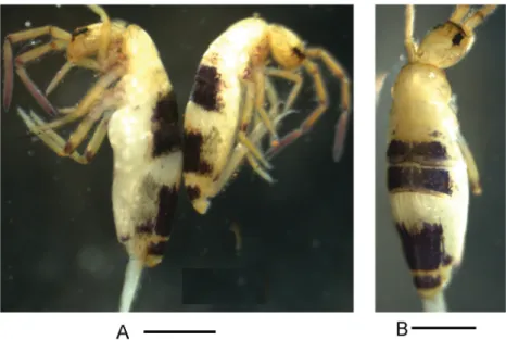 Fig. 4. Willowsia zhaotongensis sp. nov. A−B. Habitus (A = paratype; B = holotype). Scale bars: 500 μm