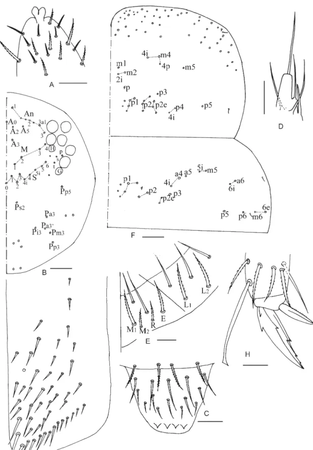 Fig. 5. Willowsia zhaotongensis sp. nov. A. Apex of Ant. IV. B. Dorsal chaetotaxy of head