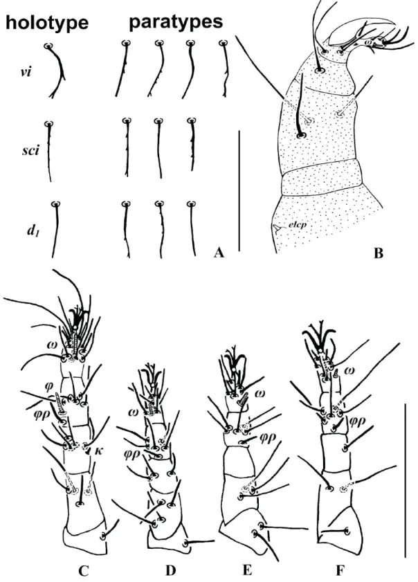 Fig. 2. Stigmaeus bifurcus sp. nov., holotype, ♀. A. Some dorsal body setae. B. Palp. C