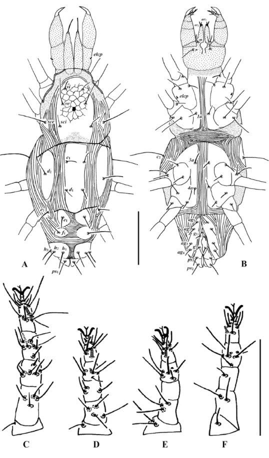 Fig. 3. Stigmaeus miandoabiensis Bagheri &amp; Zarei, 2012 (♀). A. Dorsum of body. B. Venter of body