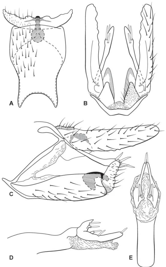 Fig. 4. Austrotinodes chagasi sp. nov., male genitalia. A. Ventral view. B. Dorsal view