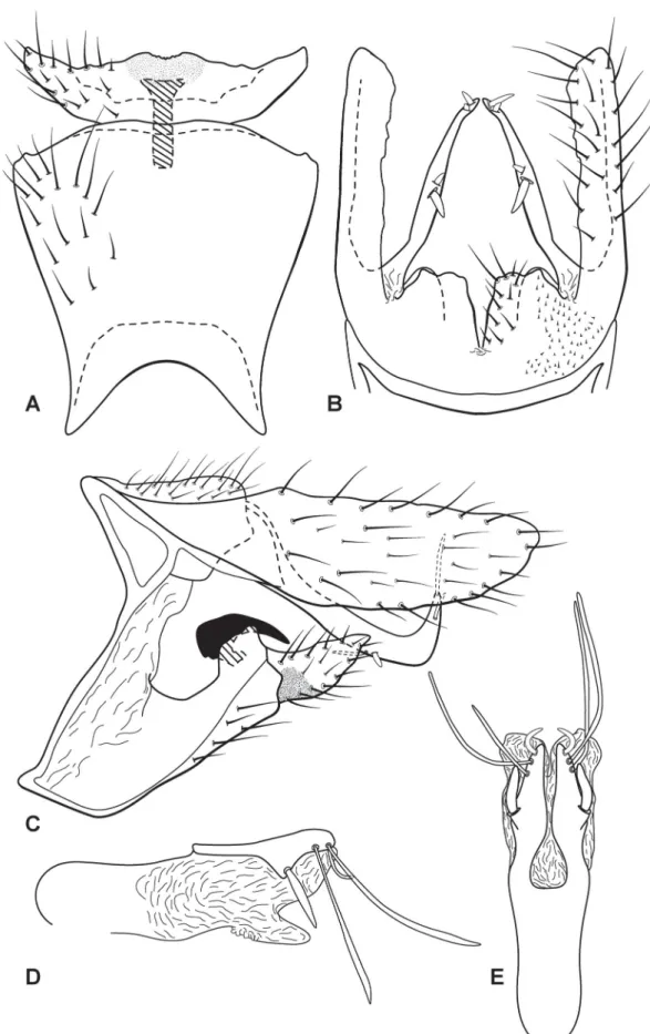 Fig. 5. Austrotinodes costalimai sp. nov., male genitalia. A. Ventral view. B. Dorsal view