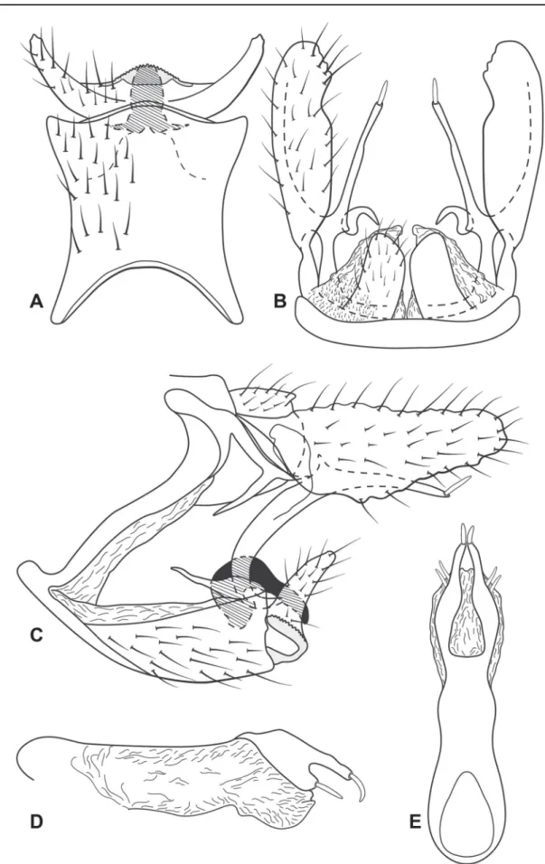 Fig. 6. Austrotinodes cruzi sp. nov., male genitalia. A. Ventral view. B. Dorsal view