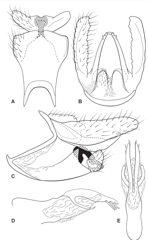 Fig. 7. Austrotinodes donagrazielae sp. nov., male genitalia. A. Ventral view. B. Dorsal view