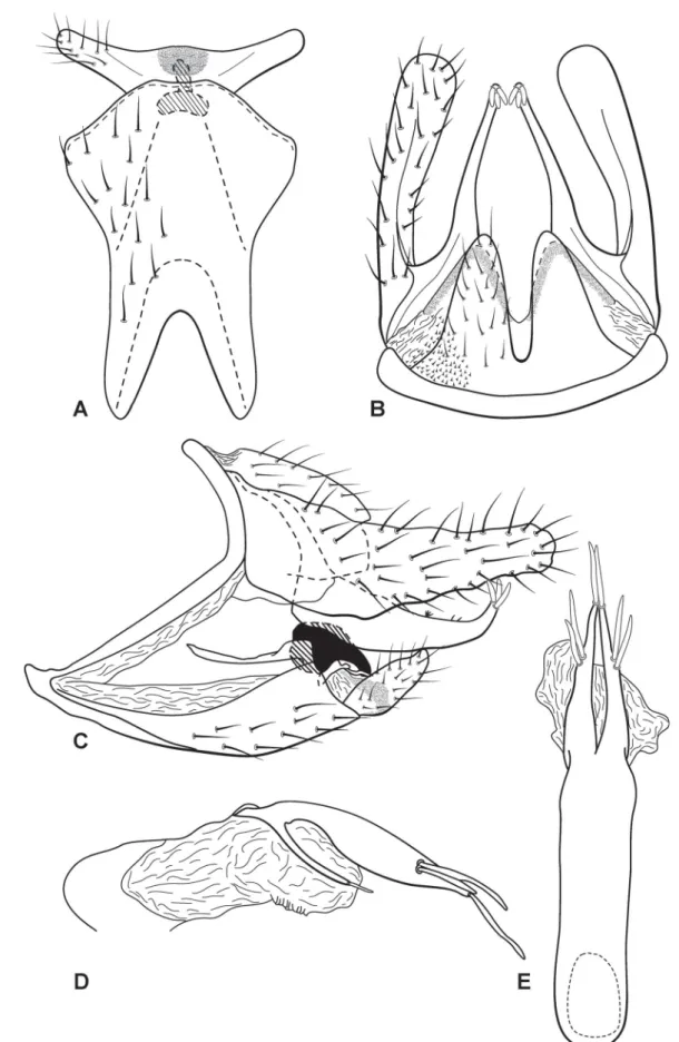Fig. 8. Austrotinodes gusmaoi sp. nov., male genitalia. A. Ventral view. B. Dorsal view