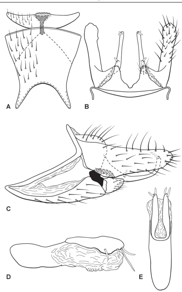 Fig. 9. Austrotinodes lattesi sp. nov., male genitalia. A. Ventral view. B. Dorsal view