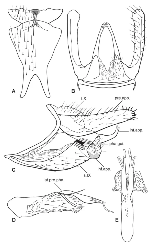 Fig. 1. Austrotinodes absaberi sp. nov., male genitalia. A. Ventral view. B. Dorsal view