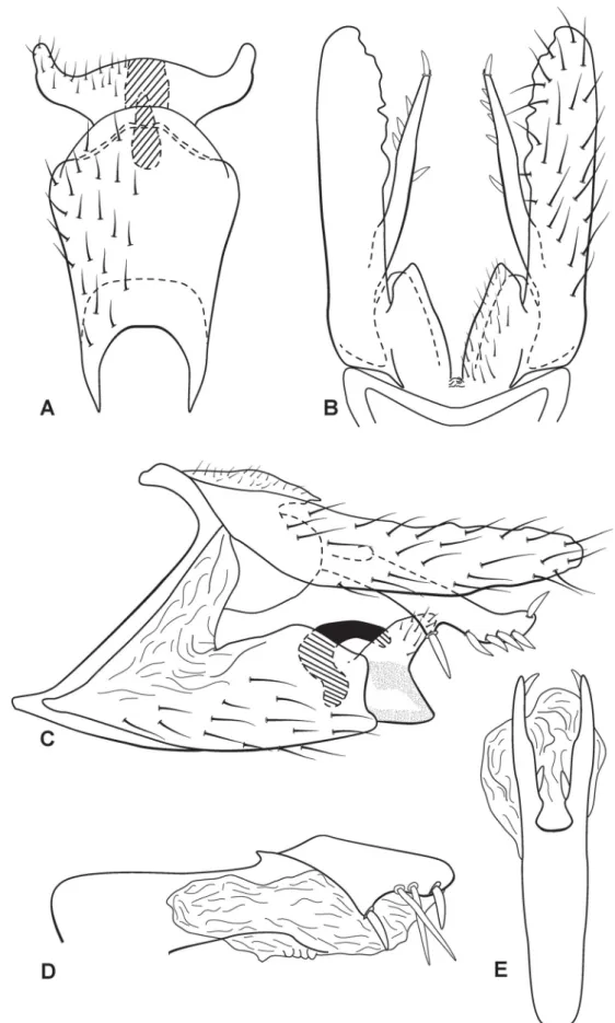 Fig. 2. Austrotinodes adolfolutzi sp. nov., male genitalia. A. Ventral view. B. Dorsal view