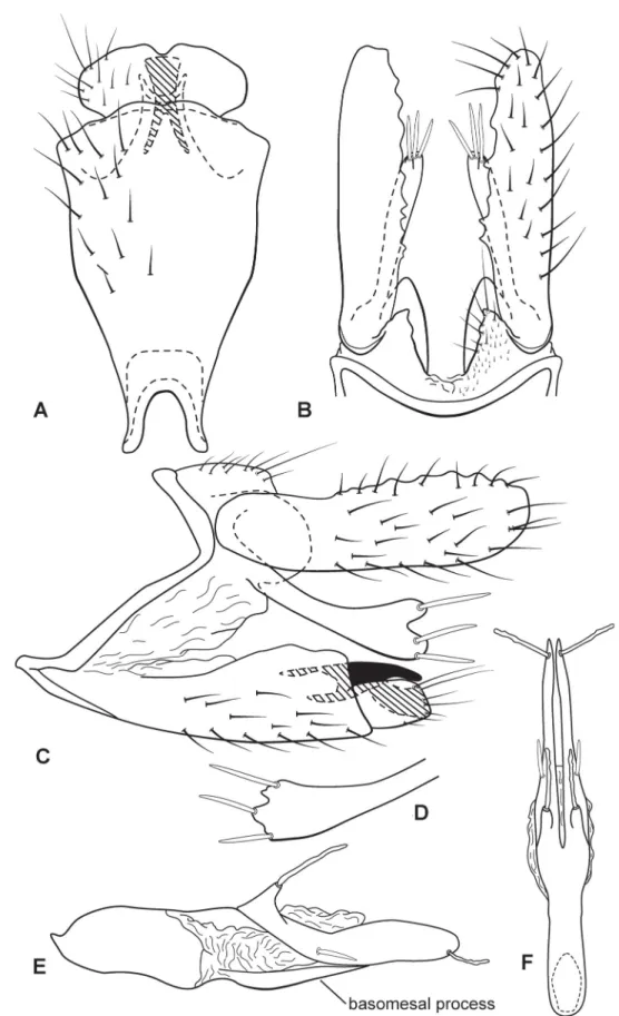 Fig. 3. Austrotinodes berthalutzae sp. nov., male genitalia. A. Ventral view. B. Dorsal view