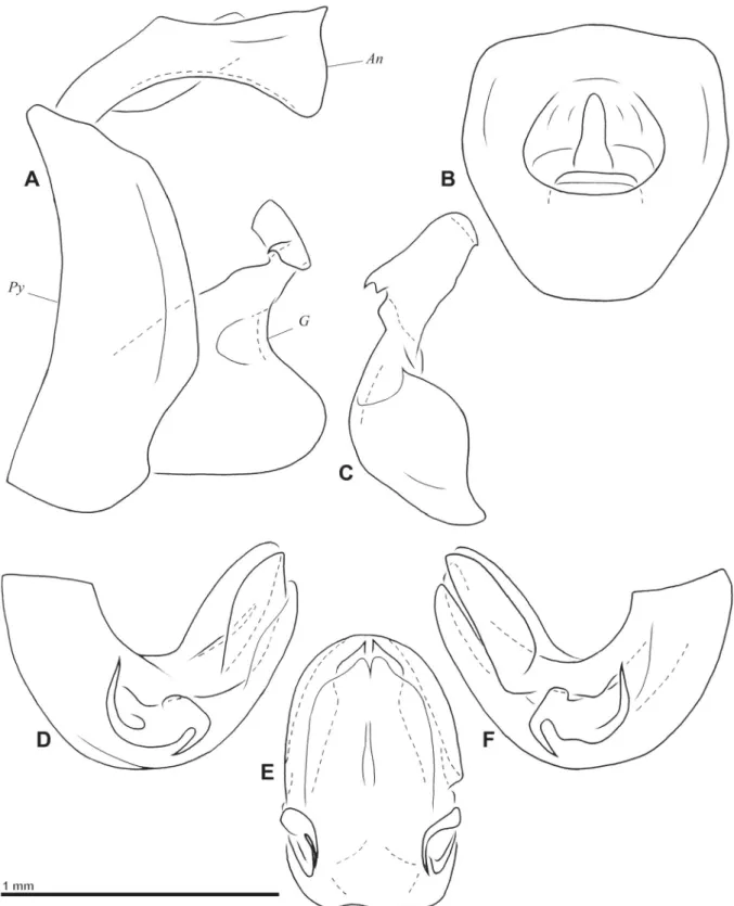 Fig. 4. Gergithoides nui sp. nov., ♂, genitalia. A. Pygofer, anal tube and gonostylus, left lateral view