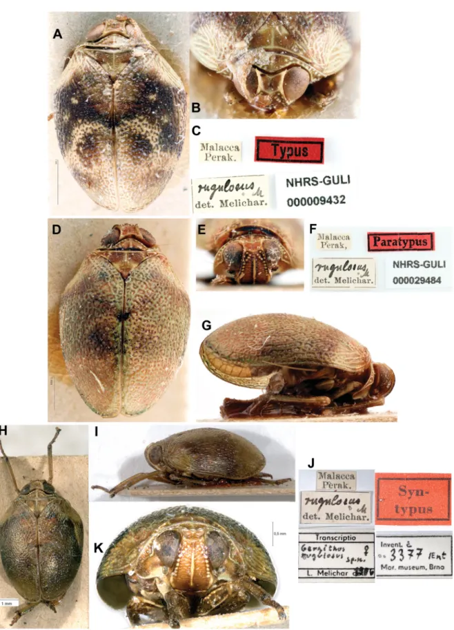 Fig. 8. Gergithoides rugulosus Melichar, 1906, syntypes. A–C. Male syntype in NHRS (photographs ©  G