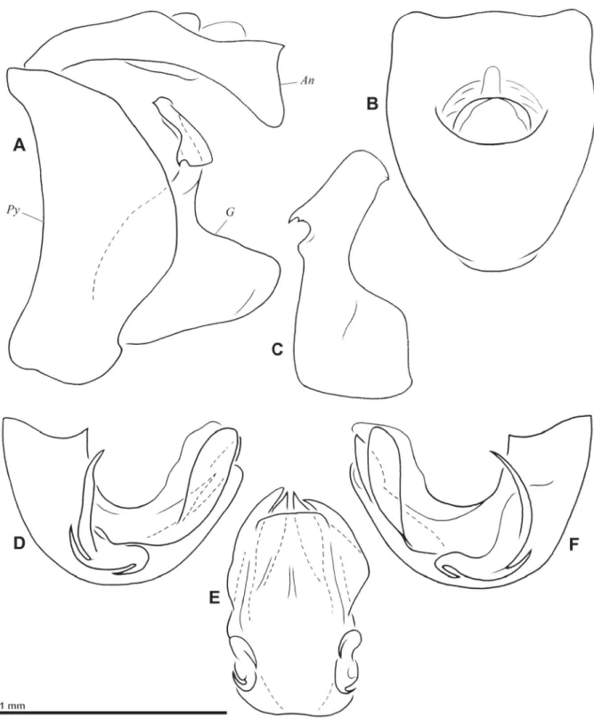 Fig. 2. Gergithoides gnezdilovi sp. nov., ♂, genitalia. A. Pygofer, anal tube and gonostylus, left lateral  view